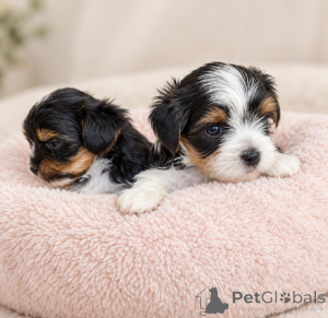 Zdjęcie №1. yorkshire terrier biewer - na sprzedaż w Balikesir | 1390zł | Zapowiedź №176368