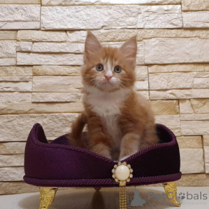 Zdjęcie №1. ragdoll - na sprzedaż w Monachium | 1435zł | Zapowiedź № 138749