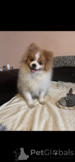 Zdjęcie №3. Szpic do adopcji - 1 piesek i 2 suczki. Francja