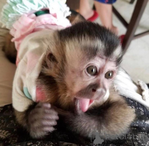 Zdjęcie №2 do zapowiedźy № 161363 na sprzedaż   - wkupić się Australia 