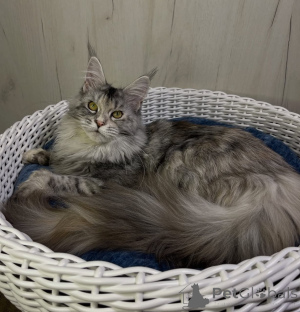 Zdjęcie №1. maine coon - na sprzedaż w Alabama | 6zł | Zapowiedź № 161214