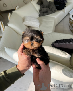 Zdjęcie №1. maltańczyk, yorkshire terrier - na sprzedaż w Paryż | negocjowane | Zapowiedź №86532