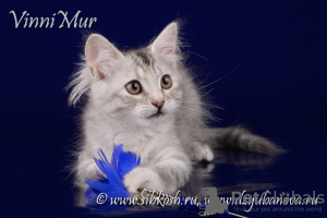 Zdjęcie №2 do zapowiedźy № 68533 na sprzedaż  kot syberyjski - wkupić się Federacja Rosyjska od żłobka