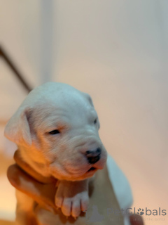 Zdjęcie №3. Dog Argentyński Dogo Argentino FCI. Polska