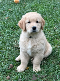 Zdjęcie №1. golden retriever - na sprzedaż w Мадрид | Bezpłatny | Zapowiedź №103882