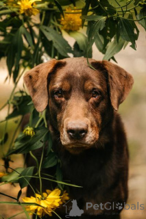 Zdjęcie №1. labrador retriever - na sprzedaż w Chimki | Bezpłatny | Zapowiedź №156854