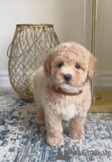 Zdjęcie №3. Szczenięta Maltipoo. Niemcy