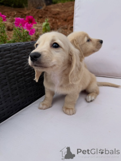 Zdjęcie №3. Śliczne szczenięta Sausage Dog szukają kochających domów!. Niemcy