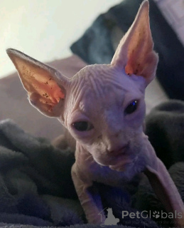 Zdjęcie №3. Adopcja SPHYNX-Kätzchen ZUR. Niemcy