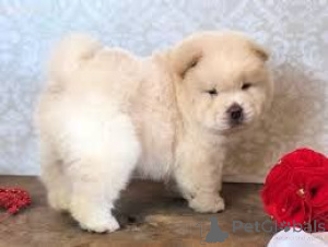 Zdjęcie №1. chow-chow - na sprzedaż w Modling | 2153zł | Zapowiedź №170133