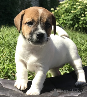 Zdjęcie №1. jack russell terrier - na sprzedaż w Cherikow | negocjowane | Zapowiedź №175643