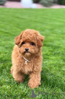 Zdjęcie №3. Mała czerwona zabawka pudle szczeniaka sprawdzona, zaszczepiona i gotowa do domu. Wielka Brytania