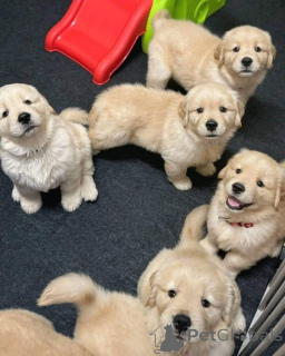 Zdjęcie №1. labrador retriever - na sprzedaż w Houston | 2271zł | Zapowiedź №168817