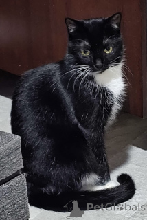 Zdjęcie №3. Delikatna Amira. Białoruś