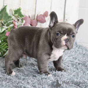 Zdjęcie №1. buldog francuski - na sprzedaż w Берлинген | 4305zł | Zapowiedź №134832