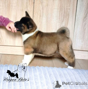 Zdjęcie №1. akita (rasa psa) - na sprzedaż w Jagodina | negocjowane | Zapowiedź №174448
