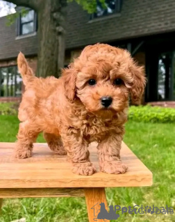 Zdjęcie №3. Zabawkowe szczenięta są już dostępne. Słowacja