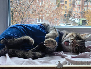 Zdjęcie №2 do zapowiedźy № 156956 na sprzedaż   - wkupić się Federacja Rosyjska prywatne ogłoszenie