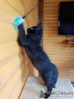Zdjęcie №3. Black Maine Coon, przepiękny kociak o ciekawej osobowości. Ukraina