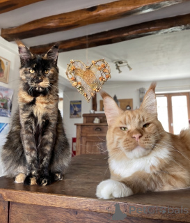 Zdjęcie №2 do zapowiedźy № 174186 na sprzedaż  maine coon - wkupić się Finlandia 