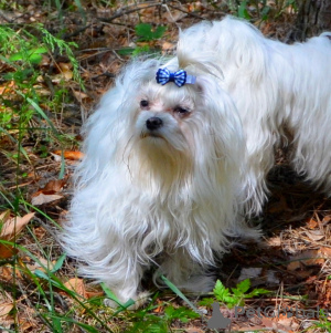 Zdjęcie №4. Sprzedam maltańczyk w Kijów. prywatne ogłoszenie - cena - 2101zł