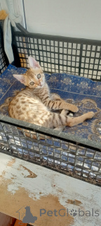 Zdjęcie №3. Savanna F6. Federacja Rosyjska