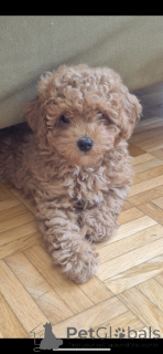 Zdjęcie №1. pudel (zabawka) - na sprzedaż w Zurych | negocjowane | Zapowiedź №145001