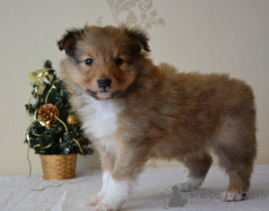 Zdjęcie №3. Natalia Golovane. Łotwa