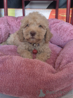 Zdjęcie №2 do zapowiedźy № 176827 na sprzedaż  labradoodle - wkupić się Serbia hodowca