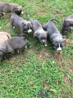 Zdjęcie №2 do zapowiedźy № 135751 na sprzedaż  amerykański pitbulterier - wkupić się USA 