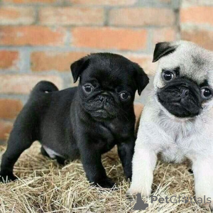 Zdjęcie №1. mops - na sprzedaż w Agia Marina | 2822zł | Zapowiedź №137853