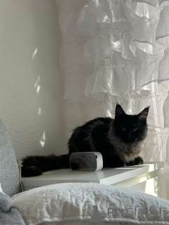 Zdjęcie №3. IMPESIONANTE GATITO MAINE COON. Hiszpania