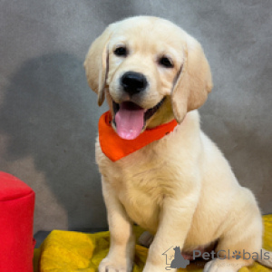 Zdjęcie №4. Sprzedam labrador retriever w Berlin. prywatne ogłoszenie - cena - 2870zł