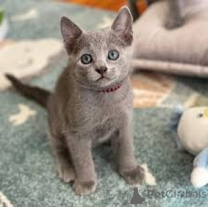 Zdjęcie №3. Russisch Blau Kätzchen zu verkaufen. Francja