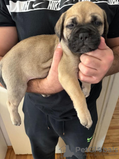 Zdjęcie №2 do zapowiedźy № 87219 na sprzedaż  bulmastif - wkupić się Chorwacja hodowca