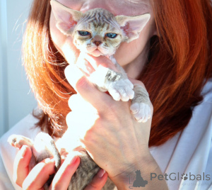 Zdjęcie №1. devon rex - na sprzedaż w Szczecin | negocjowane | Zapowiedź № 171386
