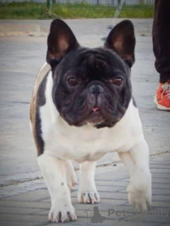 Zdjęcie №4. Krycia buldog francuski w Republika Czeska. Zapowiedź № 147244