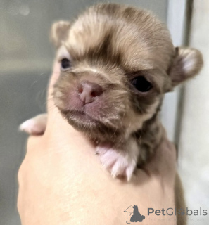 Zdjęcie №3. Szczenięta chihuahua mini i mikro. Serbia
