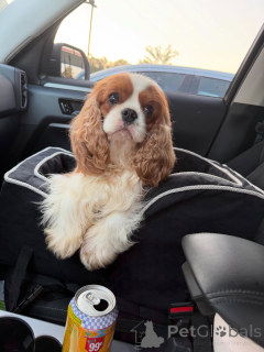Zdjęcie №2 do zapowiedźy № 169151 na sprzedaż  cavalier king charles spaniel - wkupić się Finlandia prywatne ogłoszenie