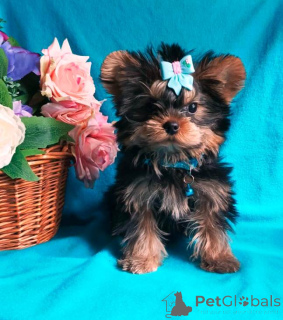 Zdjęcie №1. yorkshire terrier - na sprzedaż w Москва | 1805zł | Zapowiedź №139047