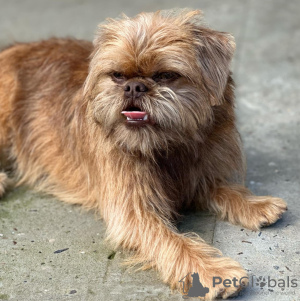 Dodatkowe zdjęcia: Brussels Griffon samce szczeniąt na sprzedaż