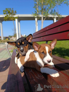 Dodatkowe zdjęcia: Basenji szczenięta na sprzedaż