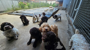 Zdjęcie №2 do zapowiedźy № 160326 na sprzedaż  lagotto romagnolo - wkupić się Serbia 
