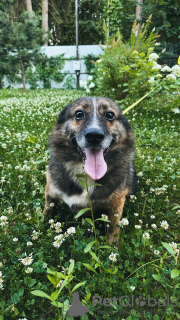 Zdjęcie №1. pies nierasowy - na sprzedaż w Москва | Bezpłatny | Zapowiedź №110319