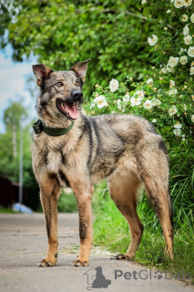 Zdjęcie №4. Sprzedam pies nierasowy w Rzeka Moskwa. prywatne ogłoszenie - cena - Bezpłatny