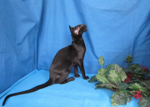 Dodatkowe zdjęcia: Czarny kot orientalny w ekstremalnym stylu