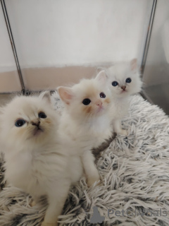 Zdjęcie №3. Kociak Ragdoll do adopcji. Belgia