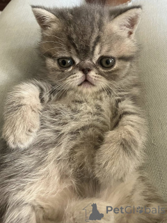 Zdjęcie №3. Chatons Exotic Shorthair do sprzedaży. Belgia