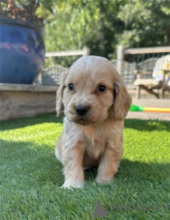 Zdjęcie №1. cocker spaniel amerykański - na sprzedaż w Cremlingen | 1779zł | Zapowiedź №153440