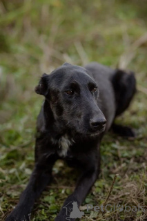 Zdjęcie №2 do zapowiedźy № 139052 na sprzedaż  pies nierasowy - wkupić się Federacja Rosyjska 